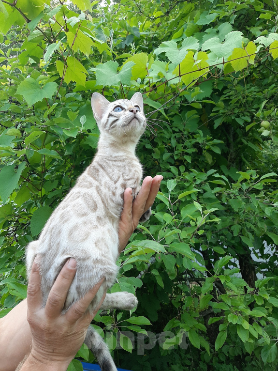 Кошки в других городах Новгородской области: Бенгальские котята Мальчик, 40 000 руб. - фото 2