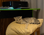 Кошки в Томске: Кошка Мира Девочка, Бесплатно - фото 2
