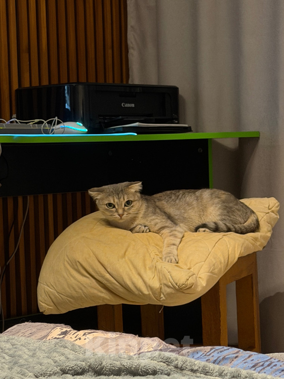 Кошки в Томске: Кошка Мира Девочка, Бесплатно - фото 2