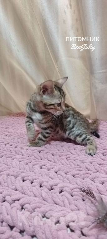 Кошки в других городах Свердловской области: Бенгальский котёнок Мальчик, Бесплатно - фото 4