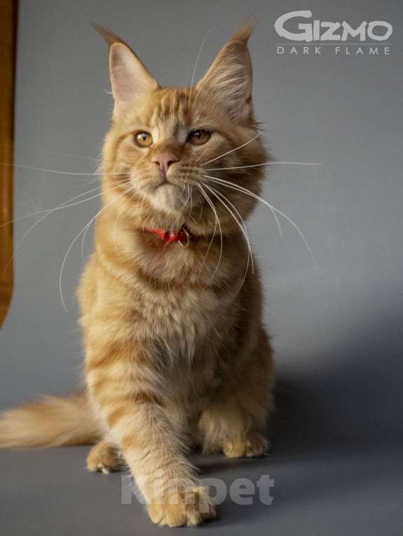 Кошки в других городах Воронежской области: Gizmo Dark Flame Девочка, 50 000 руб. - фото 9