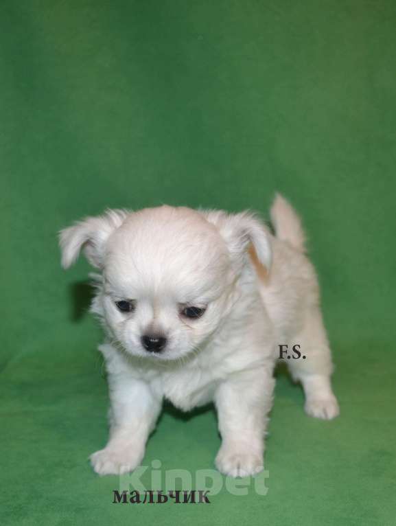 Собаки в Санкт-Петербурге: гламурный сердцеед Мальчик, 35 000 руб. - фото 1