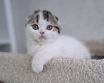 Кошки в Ярославле: Шотландский вислоухий короткошерстный малыш Мальчик, 35 000 руб. - фото 4