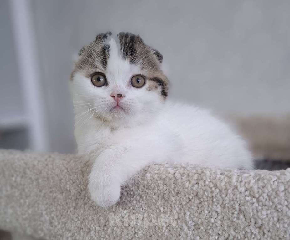 Кошки в Ярославле: Шотландский вислоухий короткошерстный малыш Мальчик, 35 000 руб. - фото 4