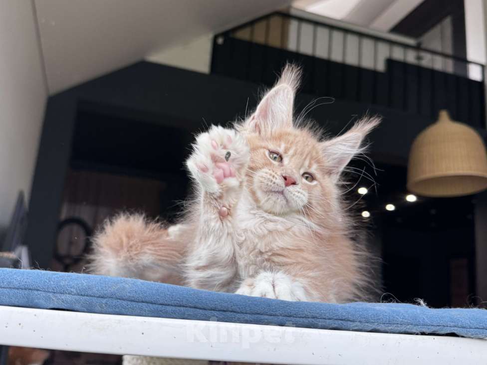 Кошки в Москве: Кот Мейн Кун Veyron Fletcher Мальчик, 100 000 руб. - фото 5