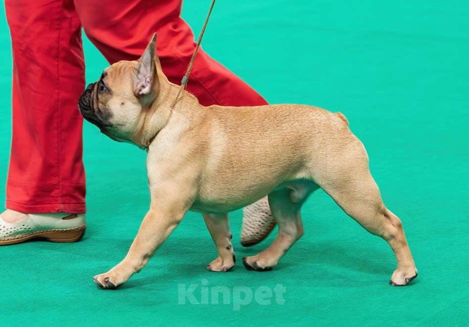 Собаки в других городах Московской области: Щенки французского бульдога Мальчик, 100 000 руб. - фото 3