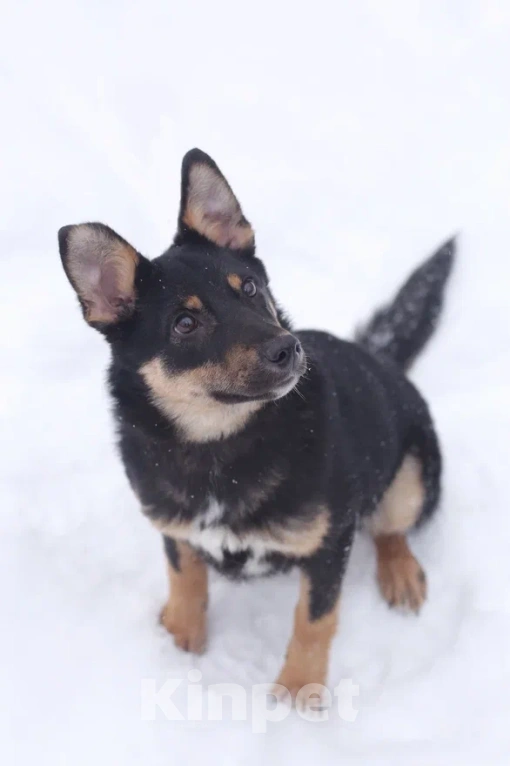 Собаки в Москве: Юна, Активная маленькая девочка в поисках дома, 11 мес. Девочка, 1 руб. - фото 2