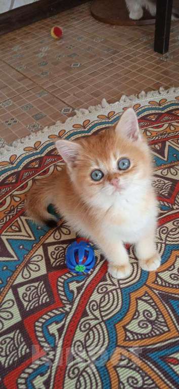 Кошки в Москве: Мальчики британцы 4 мес. Зефирчик, Ярослав, Злато Мальчик, 35 000 руб. - фото 2