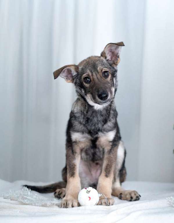 Собаки в Москве: Щенки метисы овчарки в добрые руки Мальчик, Бесплатно - фото 5