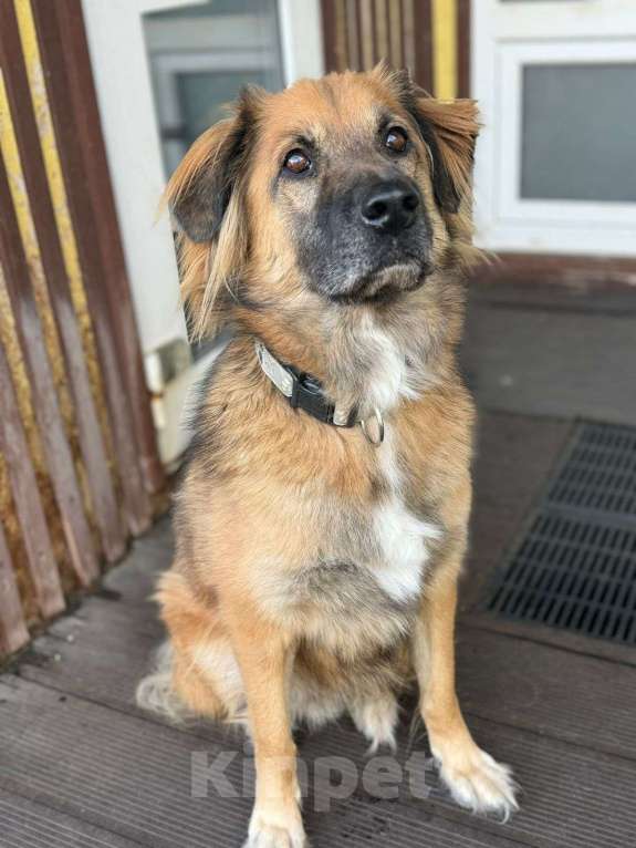 Собаки в Москве: Пушистый рыжий пёс Миша в добрые руки Мальчик, 1 руб. - фото 4