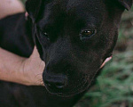 Собаки в Москве: Небольшая собака Нора, метис шарпея, в добрые руки Девочка, Бесплатно - фото 3