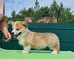 Собаки в Санкт-Петербурге: Щенки вельш корги пемброк от чемпионов Мальчик, 90 000 руб. - фото 8