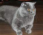 Кошки в Кувшиново: Вязка с Британским опытным котом, 3 000 руб. - фото 2