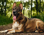 Собаки в Москве: Замечательный Пунш в добрые руки Мальчик, Бесплатно - фото 1