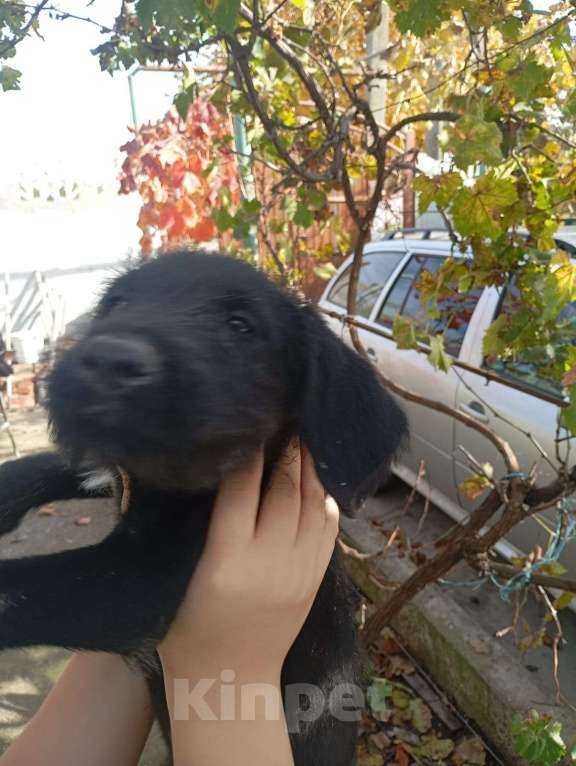 Собаки в других городах Крыма: Щенок Мальчик, 2 000 руб. - фото 5