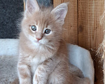 Кошки в Одинцово: Котёнок Мейн-кун Девочка, 30 000 руб. - фото 6