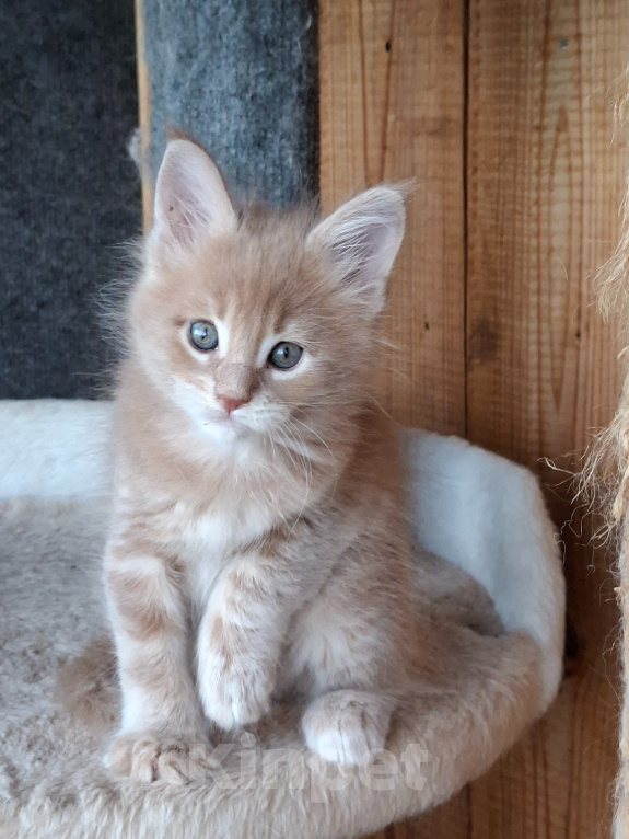 Кошки в Одинцово: Котёнок Мейн-кун Девочка, 30 000 руб. - фото 6