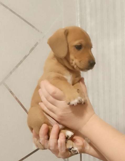 Собаки в Строителе: Тактусёнок Мальчик, Бесплатно - фото 2