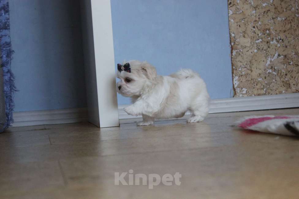 Собаки в Омске: Мальтезе красивый мини малыш Мальчик, 75 000 руб. - фото 8