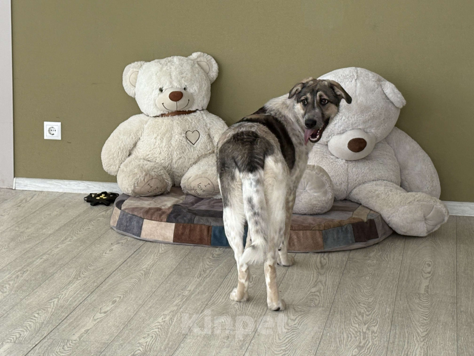 Собаки в Москве: Красавица Хильда в поисках семьи  Девочка, Бесплатно - фото 2