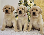 Собаки в Москве: Милые лабрадорчики Мальчик, 80 000 руб. - фото 4