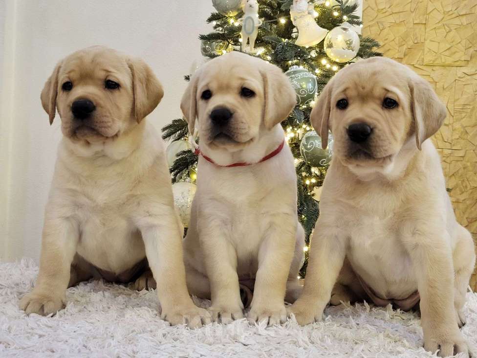 Собаки в Москве: Милые лабрадорчики Мальчик, 80 000 руб. - фото 4