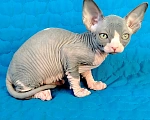 Кошки в Королеве: канадские сфинксята из питомника Мальчик, 60 000 руб. - фото 6