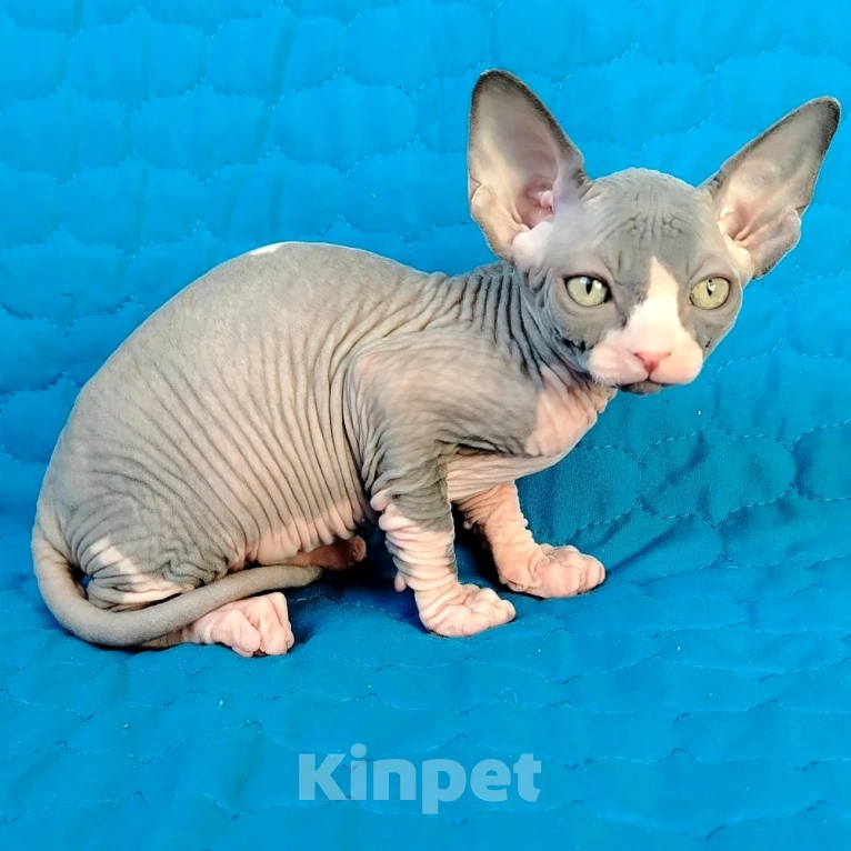 Кошки в Королеве: канадские сфинксята из питомника Мальчик, 60 000 руб. - фото 6