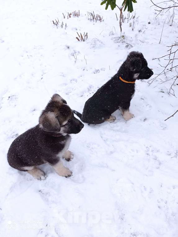 Собаки в других городах Ленинградской области: Щенки восточноевропейской овчарки Мальчик, 30 000 руб. - фото 4