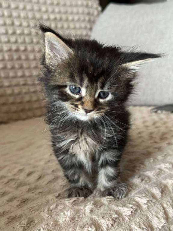 Кошки в Санкт-Петербурге: Мейн-кун чистокровные американцы Разнополые, 32 500 руб. - фото 3