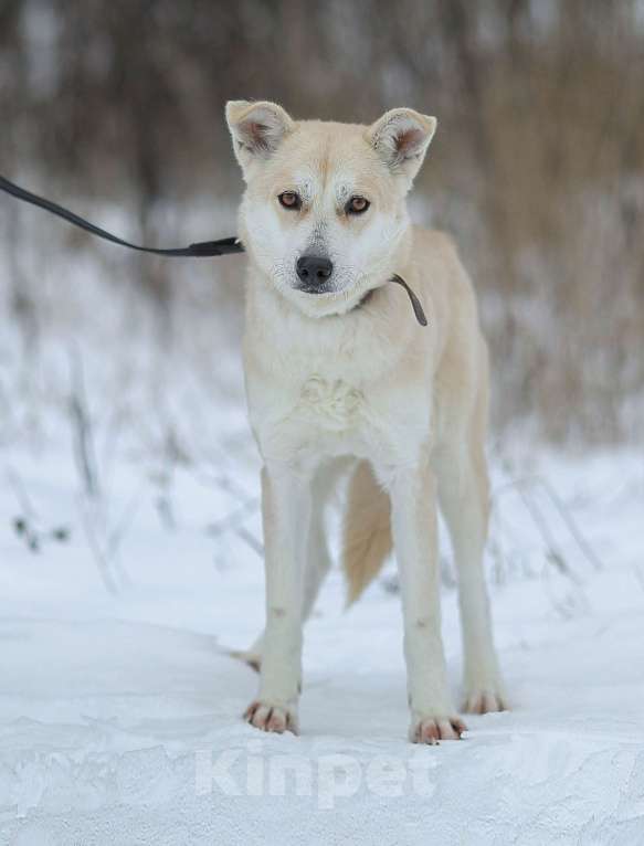Собаки в Москве: Ее почти не замечают в приюте Девочка, Бесплатно - фото 4