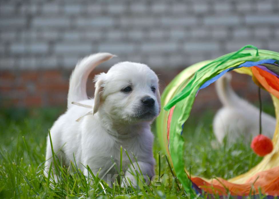 Собаки в Москве: Щенки золотистого ретривера. Мальчик, Бесплатно - фото 6