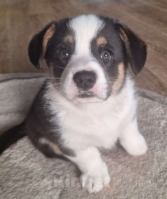 Собаки в других городах Нижегородской области: бронируйте щенят Мальчик, Бесплатно - фото 5