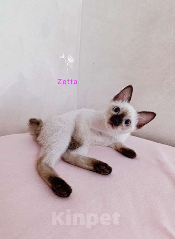 Кошки в Москве: Меконгский бобтейл , котенок  Девочка, 40 000 руб. - фото 6