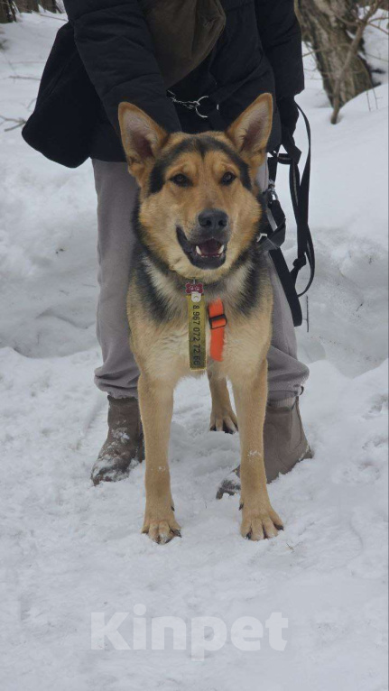 Собаки в Москве: Спасенный Балу- в добрые руки Мальчик, Бесплатно - фото 2