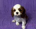 Собаки в других городах Московской области: Кавалер Кинг Чарльз Спаниель Мальчик, Бесплатно - фото 1