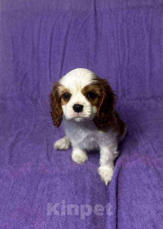 Собаки в других городах Московской области: Кавалер Кинг Чарльз Спаниель Мальчик, Бесплатно - фото 1