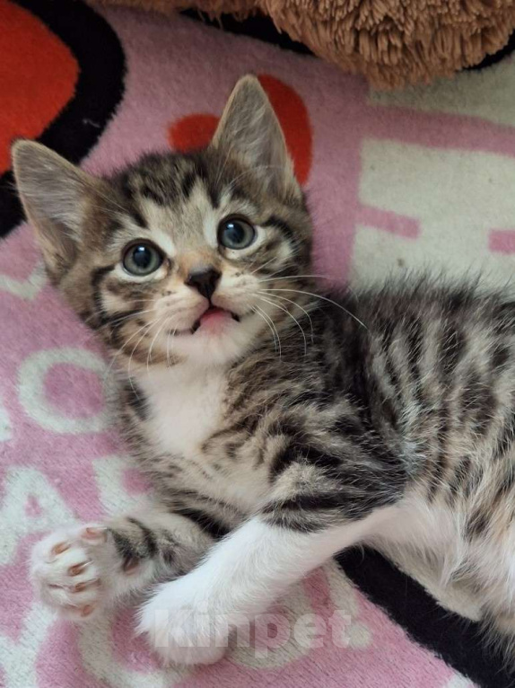 Кошки в Подольске: Котёнок девочка полтора месяца Девочка, Бесплатно - фото 1