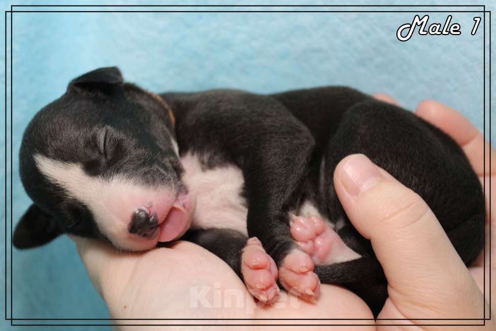 Собаки в Москве: Роскошный щенок уиппета. Мальчик, Бесплатно - фото 9