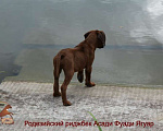 Собаки в Москве: Родезийский риджбек мальчик. Стандарт. Мальчик, 100 000 руб. - фото 8