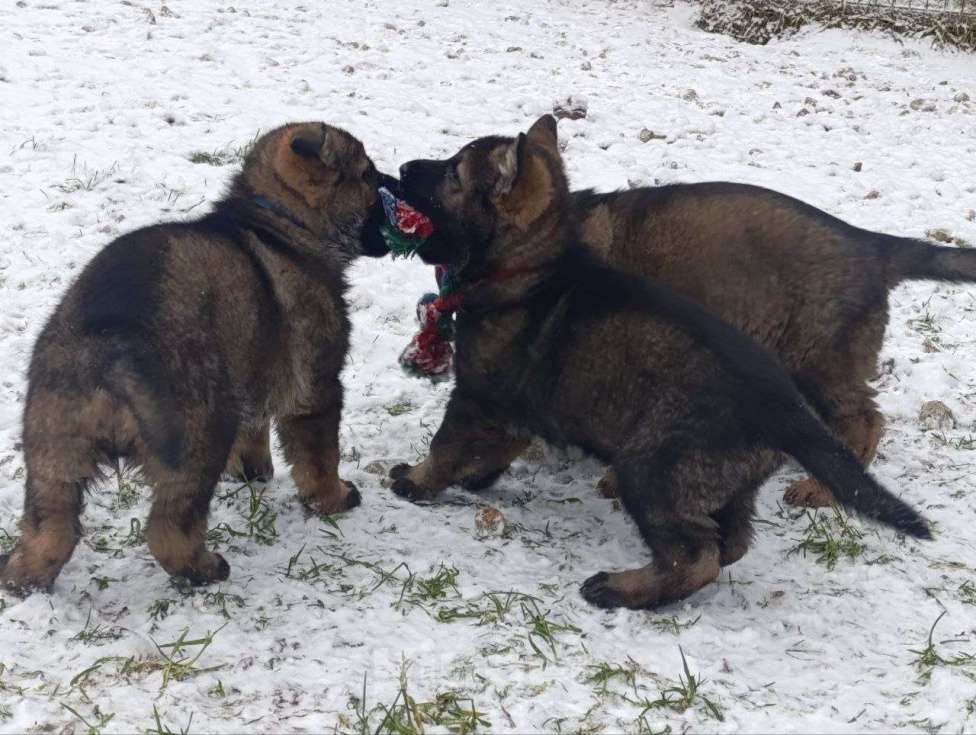 Собаки в Москве: щенки немецкой овчарки  Девочка, 50 000 руб. - фото 5