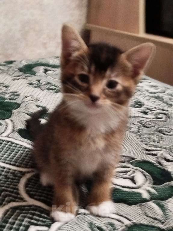 Кошки в Обнинске: Кошечка. 2 месяца. К лотку приучена, ест как сухой, так и влажный корм.  Девочка, Бесплатно - фото 5