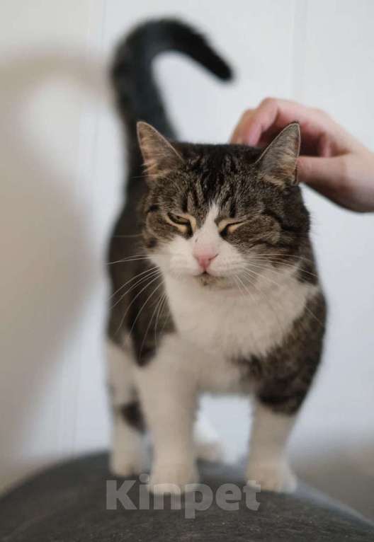 Кошки в Санкт-Петербурге: Шарлотта из приюта Девочка, Бесплатно - фото 5