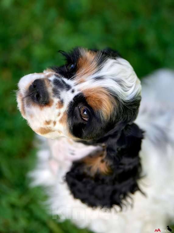 Собаки в Москве: Американский кокер-спаниель: будущий чемпион, отличные данные  Мальчик, 120 000 руб. - фото 4