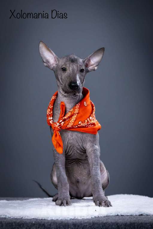 Собаки в Санкт-Петербурге: Щенки ксолоитцкуинтли ( мексиканская голая стандарт)  Мальчик, 120 000 руб. - фото 8