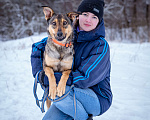 Собаки в Солнечногорске: Собака-компаньон в дар Девочка, Бесплатно - фото 8