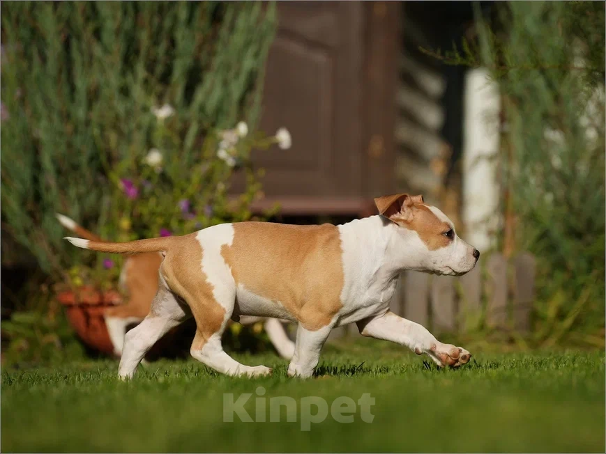 Собаки в Самаре: Породные щенки АСТ из питомника Мальчик, 40 000 руб. - фото 5