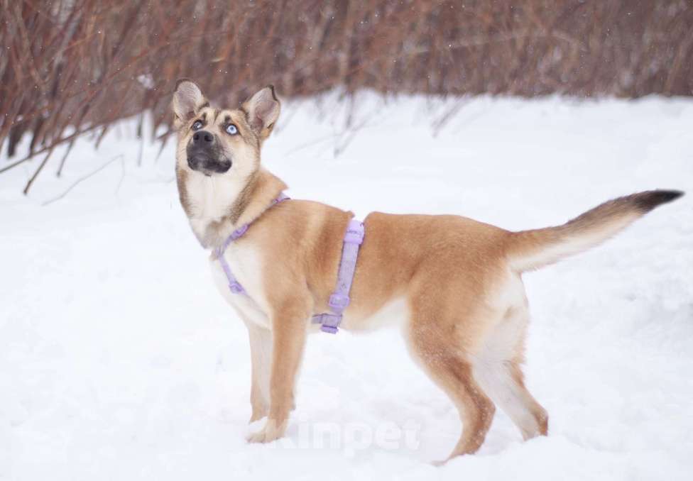 Собаки в Москве: Общительная весёлая Вьюга в поисках дома Девочка, Бесплатно - фото 3