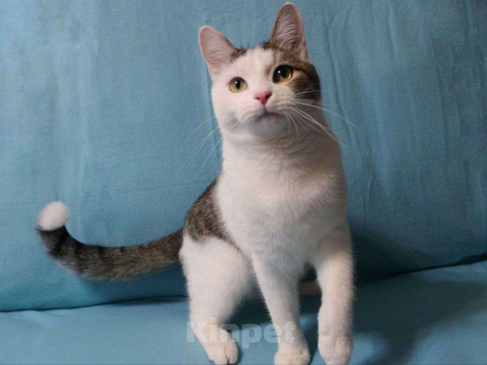 Кошки в Москве: Беляшик хочет обнимашек  Мальчик, Бесплатно - фото 2