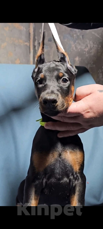 Собаки в Москве: Щенки добермана Девочка, Бесплатно - фото 9